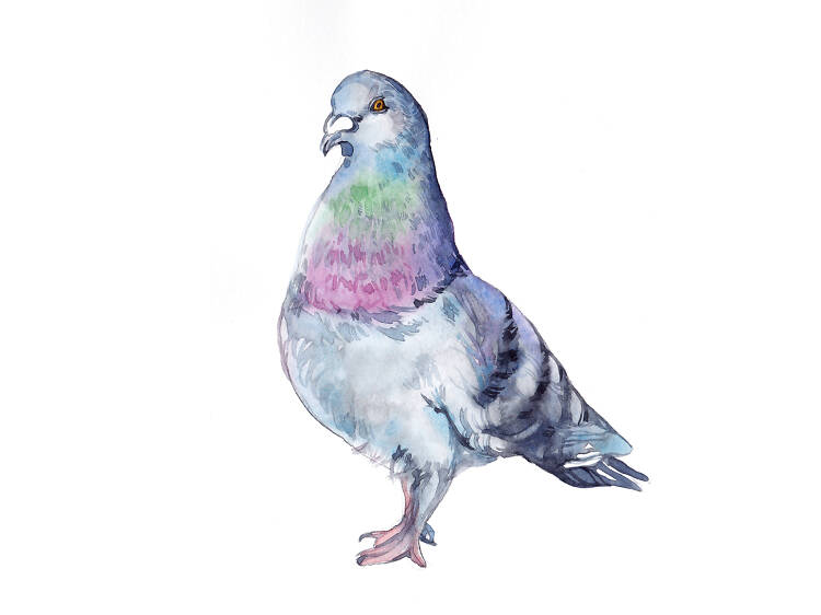 Pigeon