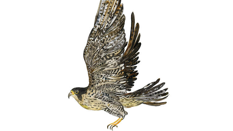 Peregrine falcon