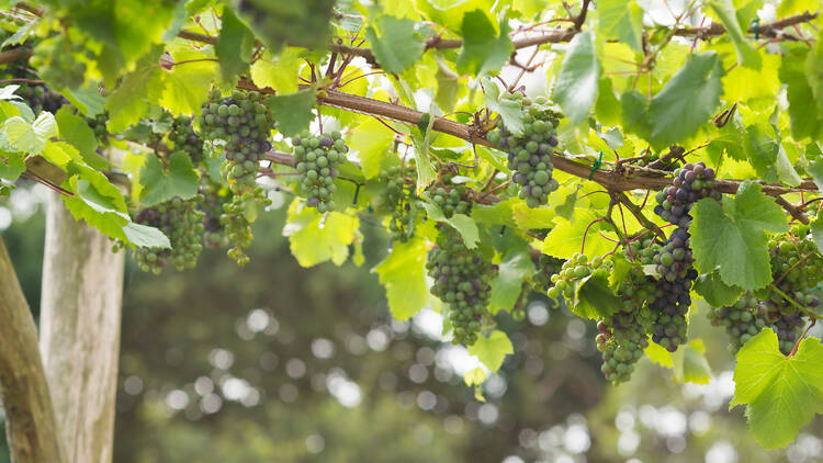 ocally grown grapes vineyard homegrown garden English england