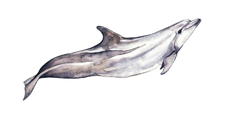 Bottlenose dolphin