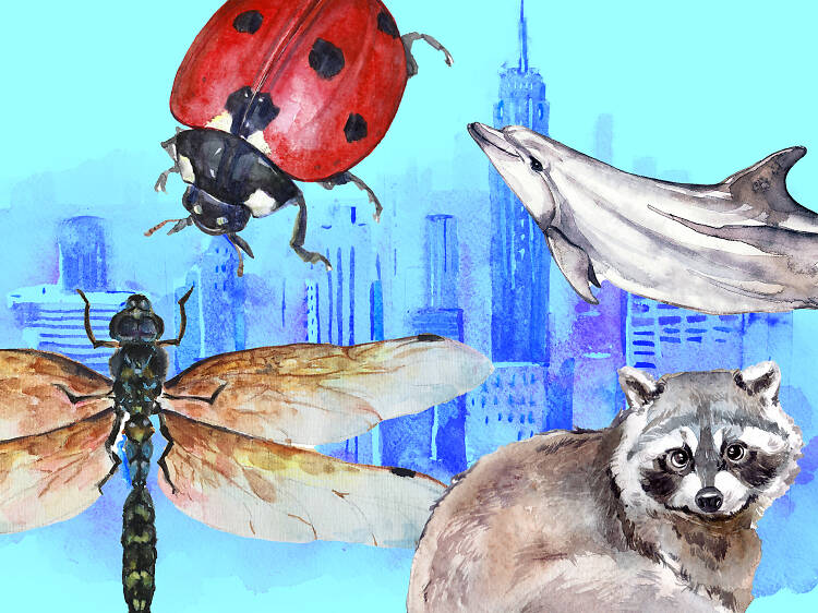 The Wildlife of NYC over the skyline