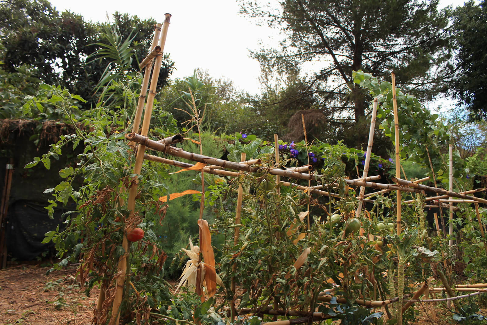 Agrofloresta da Bela Flor