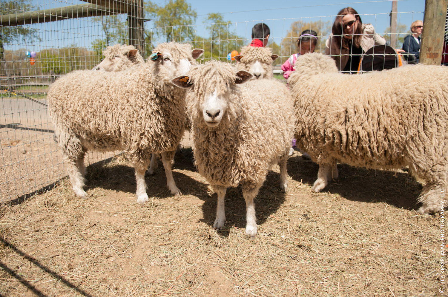 Queens County Farm Museum