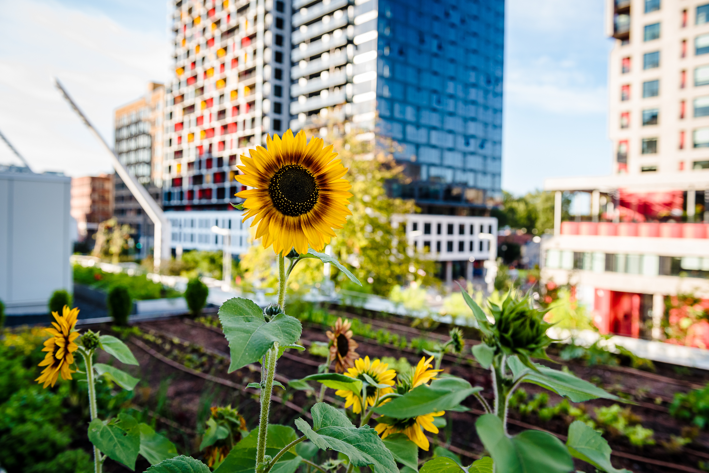 A new secret rooftop garden is open in downtown Montreal