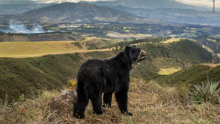 Spectacled bear’s slim outlook by Daniel Mideros, Ecuador Winner, Animals in their Environment