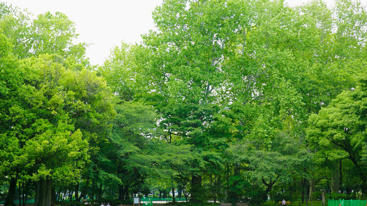 Rinshi-no-mori Park