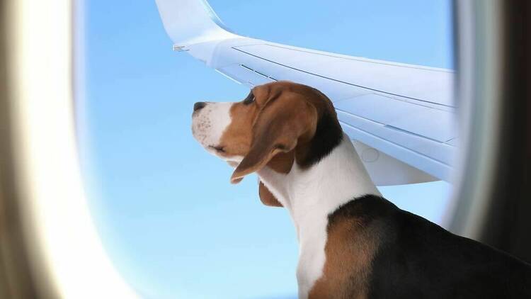 Dog on flight
