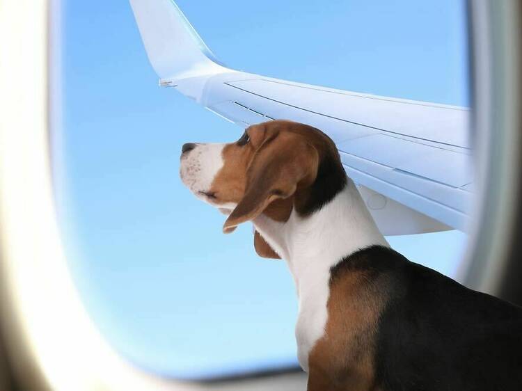 Alert: There is now a dedicated airline for pets