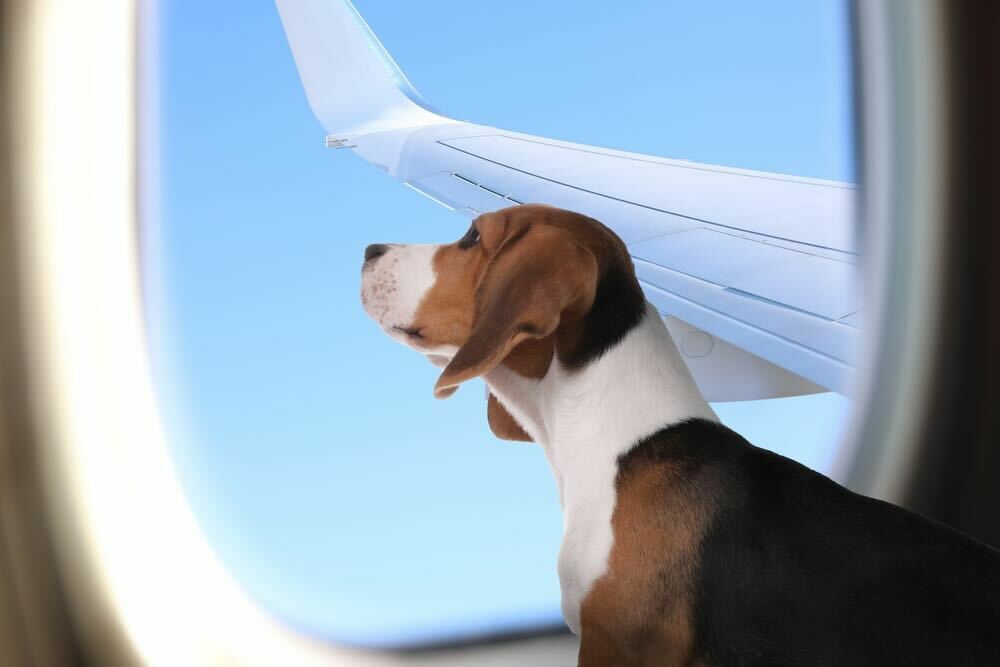 Pet cheap on airplane