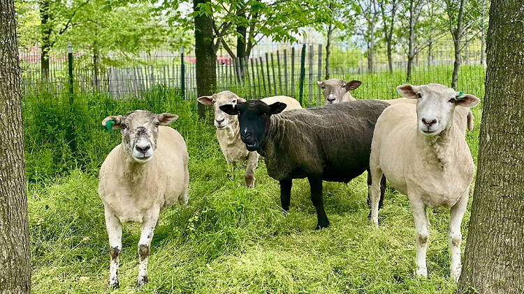 Governors Island Sheep