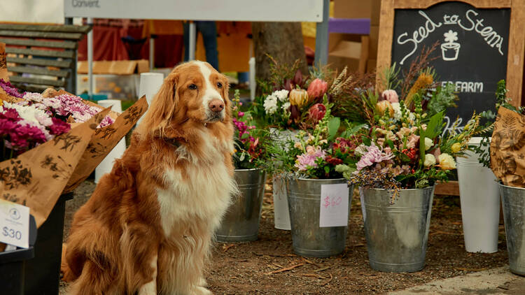 A dog sitting by some buckets of fresh flowers.