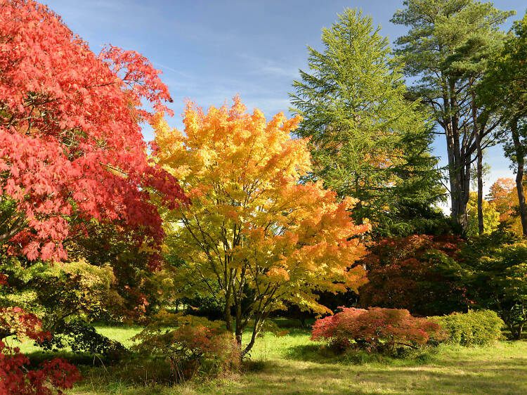 Explore Westonbirt Arboretum’s rare and exotic foliage