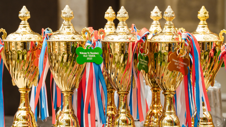 A row of trophies with ribbons.