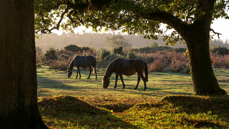 Horses grazing in New Forest, Hampshire