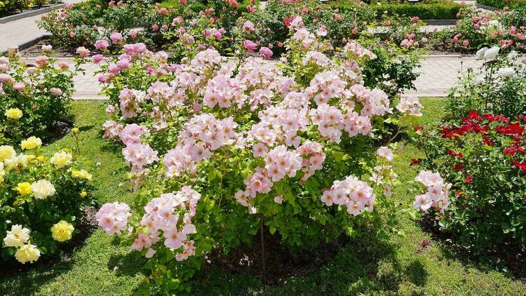 Esta es la rosa más bonita de Madrid 2023: híbrido de té, del obtentor Michel Adam. País, Francia.