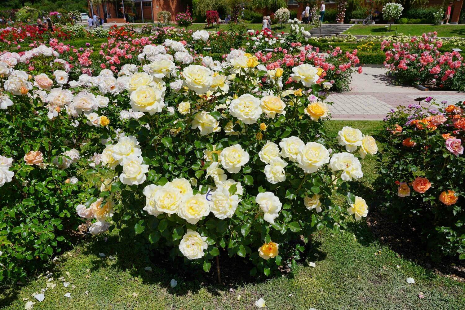 Rosa más bonita del mundo: medalla de bronce, rosal número 24, de tipo floribunda, del obtentor André Eve. País, Francia.