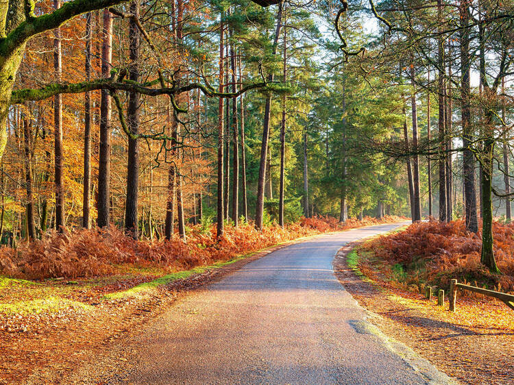 Forest River  Forest river, New forest, Favorite places