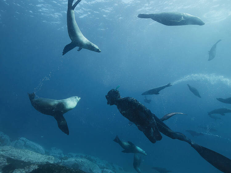 Swim with seals