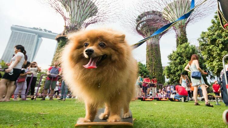 Pets' Weekend at the Gardens by the Bay's Children's Festival