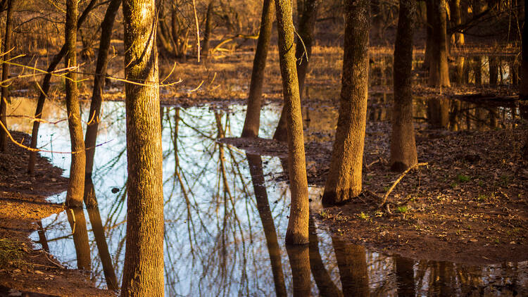 McAlpine Creek Park