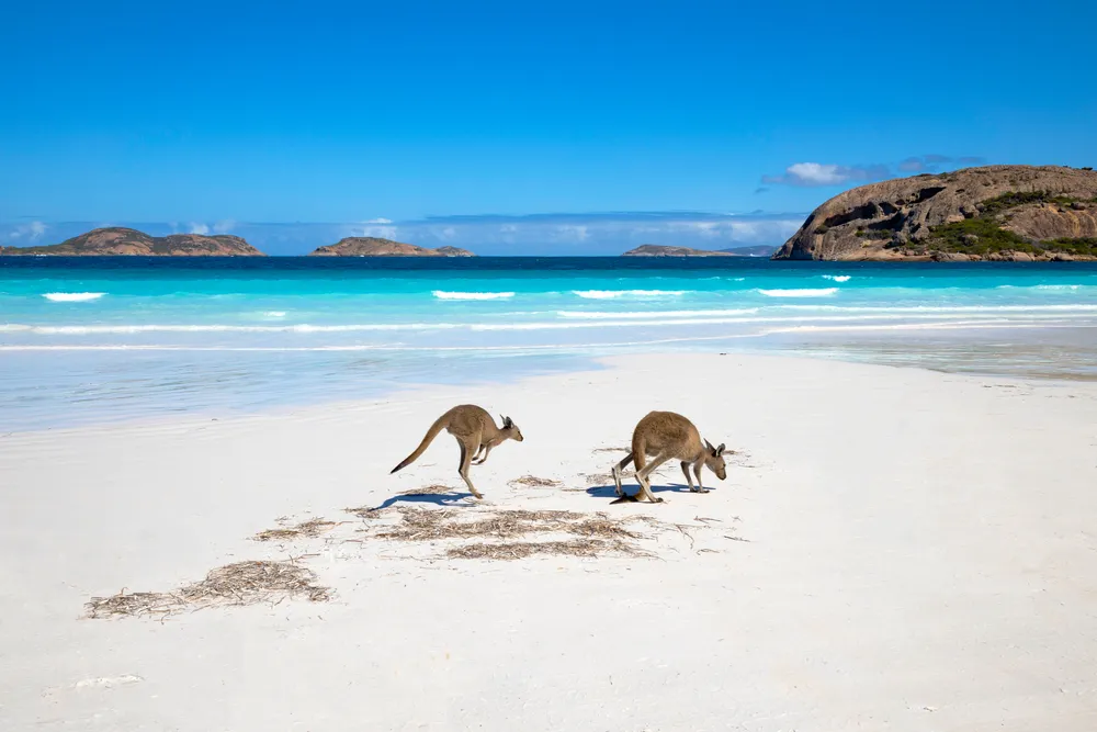 Lucky Bay, Australia, with kangaroos hopping around