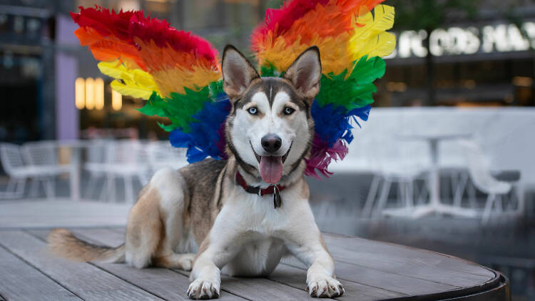 A dog at Manhattan West’s Pride for pets.