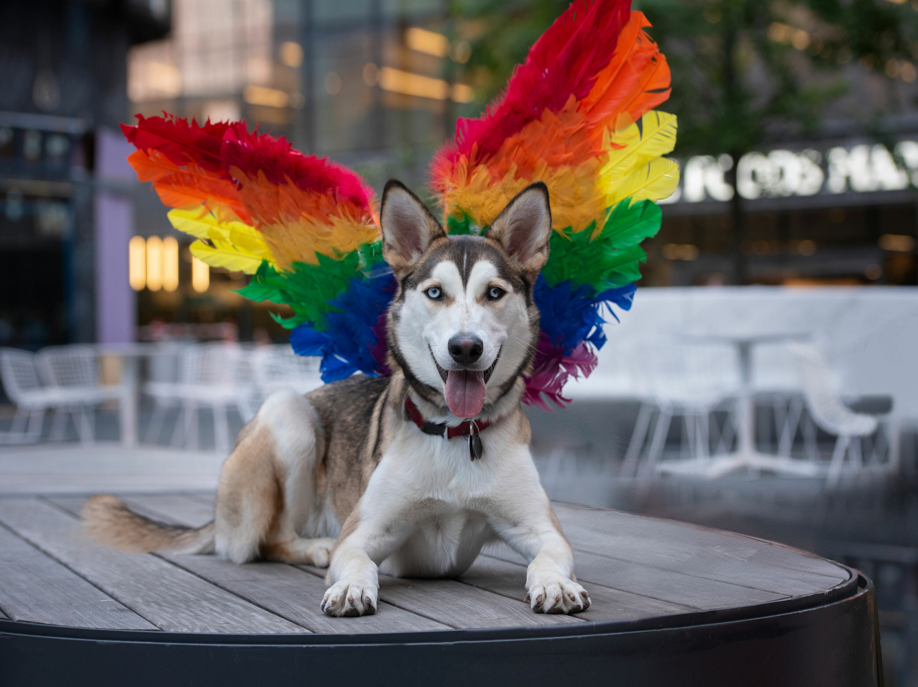 A dog-centric Pride festival is coming to Manhattan