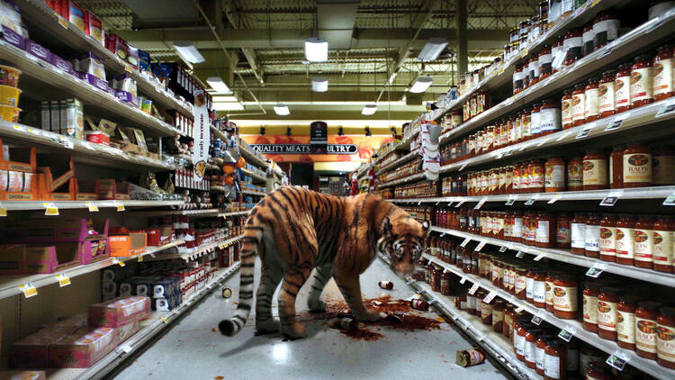 picture of tiger with spilt tins on the floor