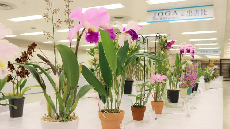 Japan Amateur Orchid Society Exhibition Sunshine City Ikebukuro