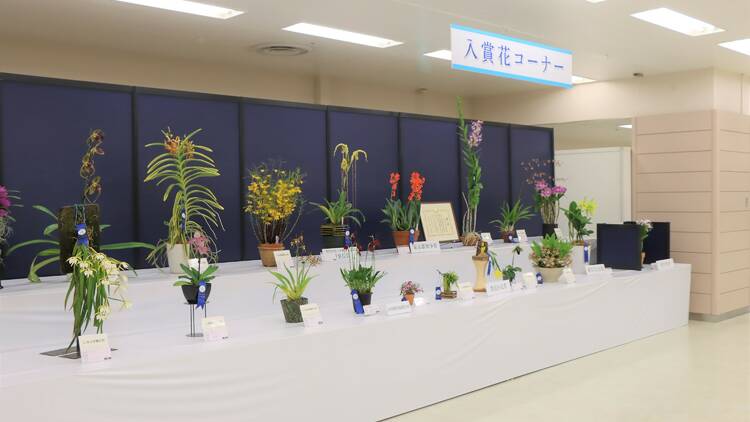 Japan Amateur Orchid Society Exhibition Sunshine City Ikebukuro