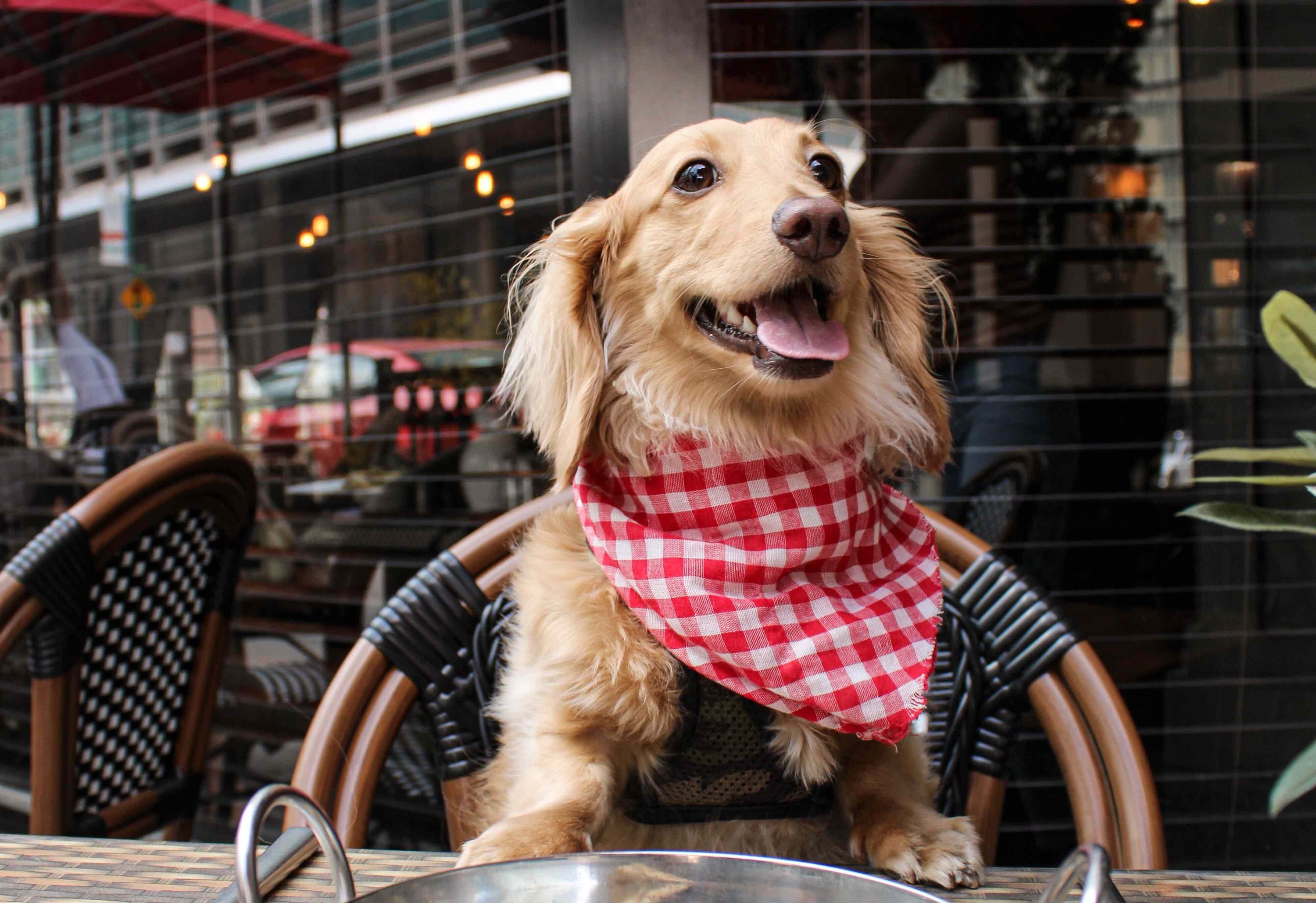 A 'Chihuahua Cafe' is coming to London - 21 July - Dogs Monthly