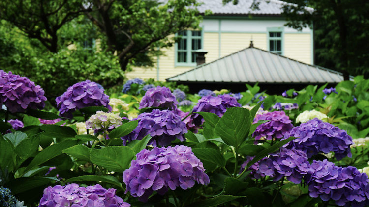 Photo: Fuchu City Local Forest Museum