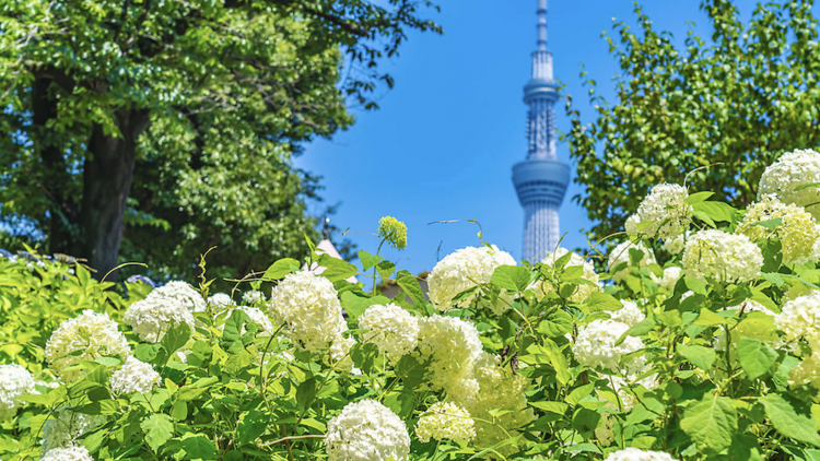 隅田公園