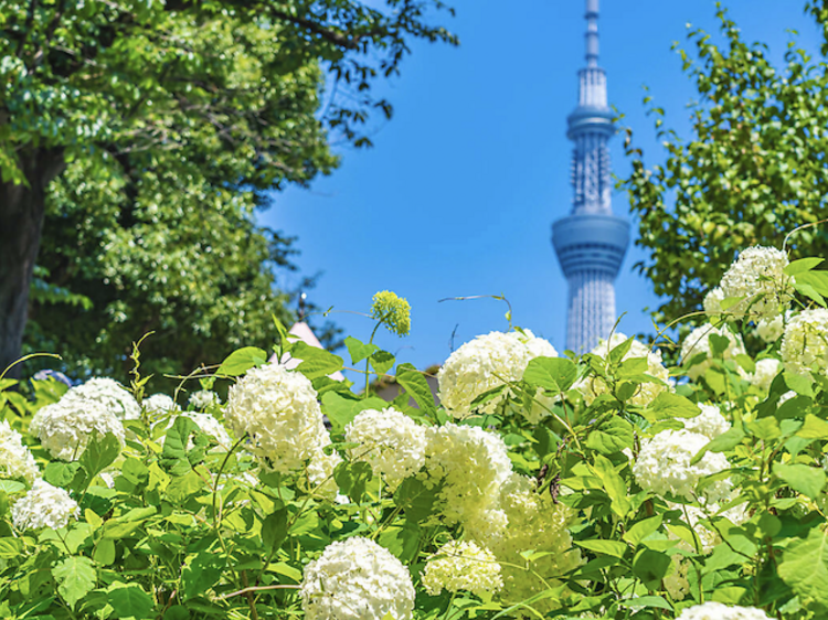 隅田公園