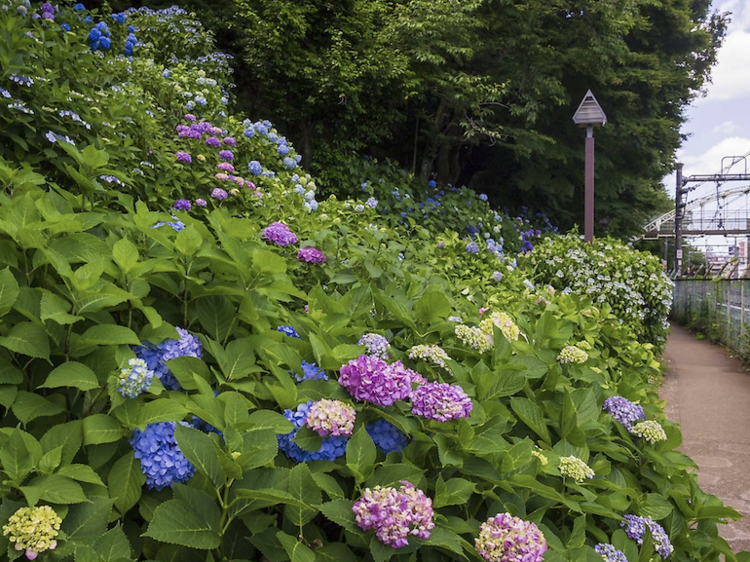 飛鳥山公園