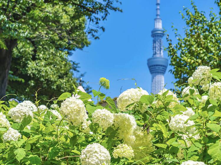 東京の美しい紫陽花スポット、ベスト8
