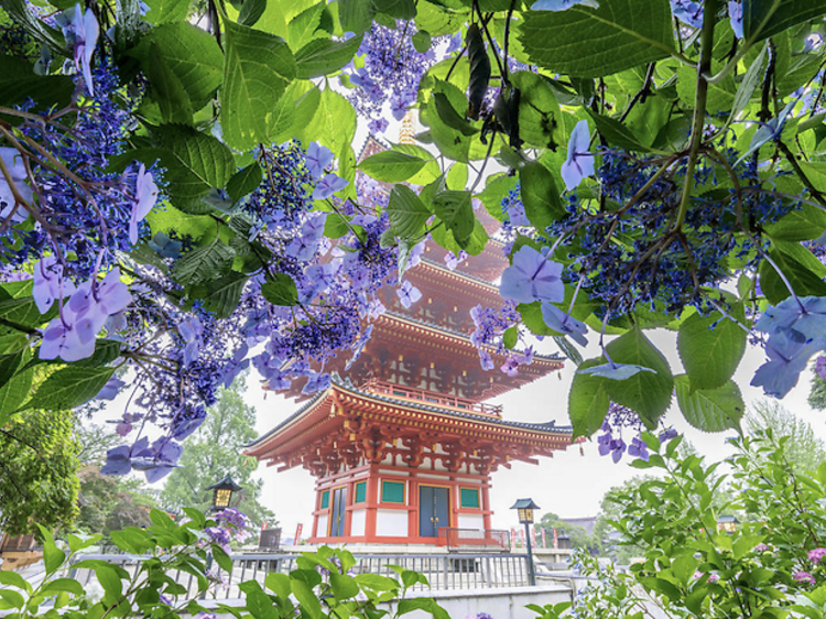 東京の美しい紫陽花スポット