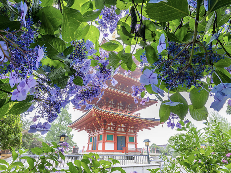 東京の美しい紫陽花スポット、ベスト8