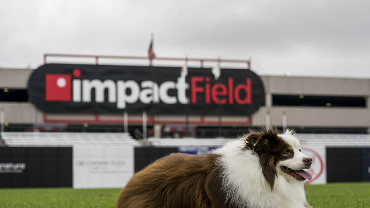 Dog on the field