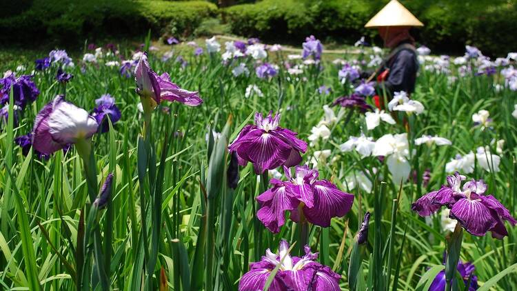 Machida Iris Hydrangea Festival