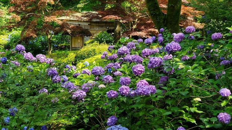 Machida Iris Hydrangea Festival