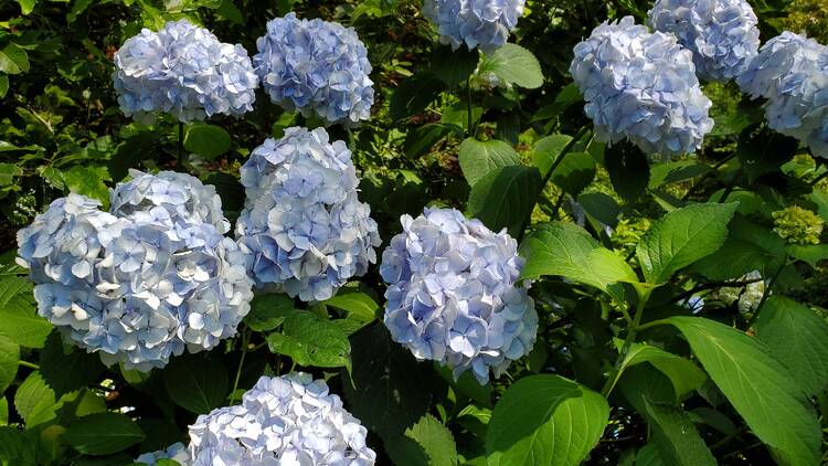 Machida Iris Hydrangea Festival