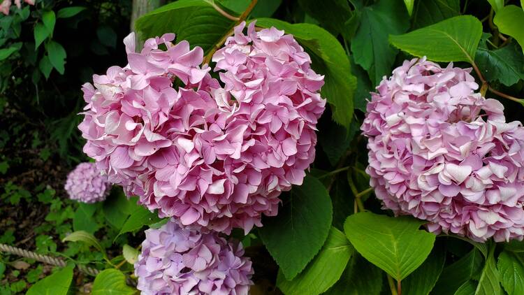 Machida Iris Hydrangea Festival