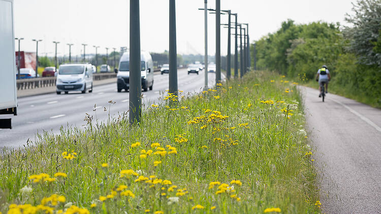 Wildflower verge on roadside in London