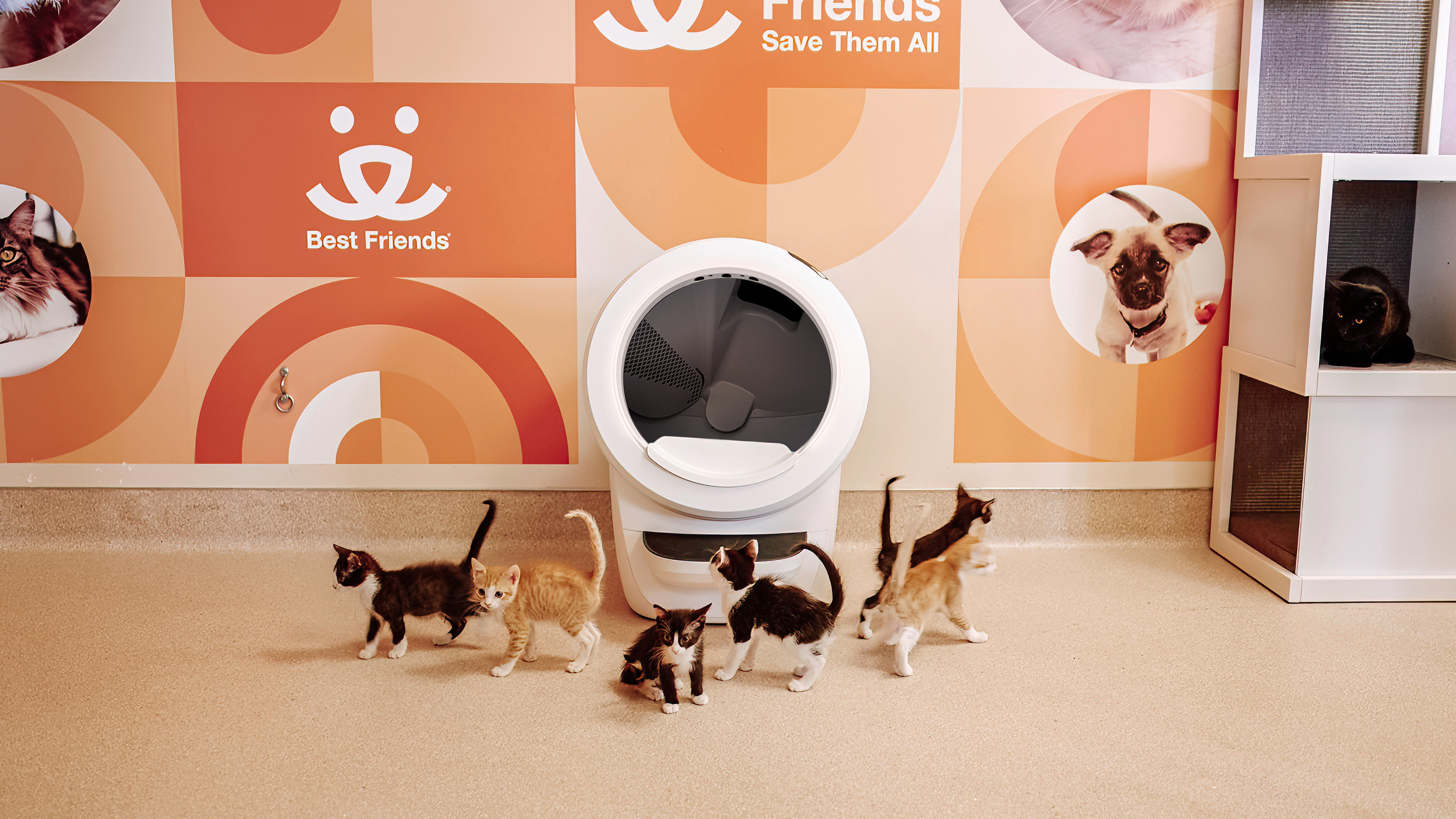 Kittens in front of a Whisker litter robot