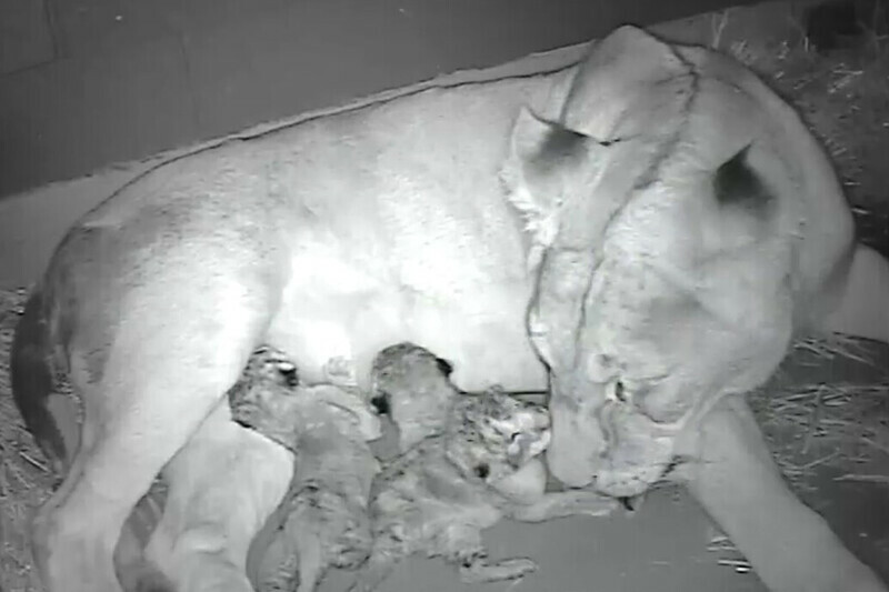 Three precious lion cubs were just born at Werribee Open Range Zoo