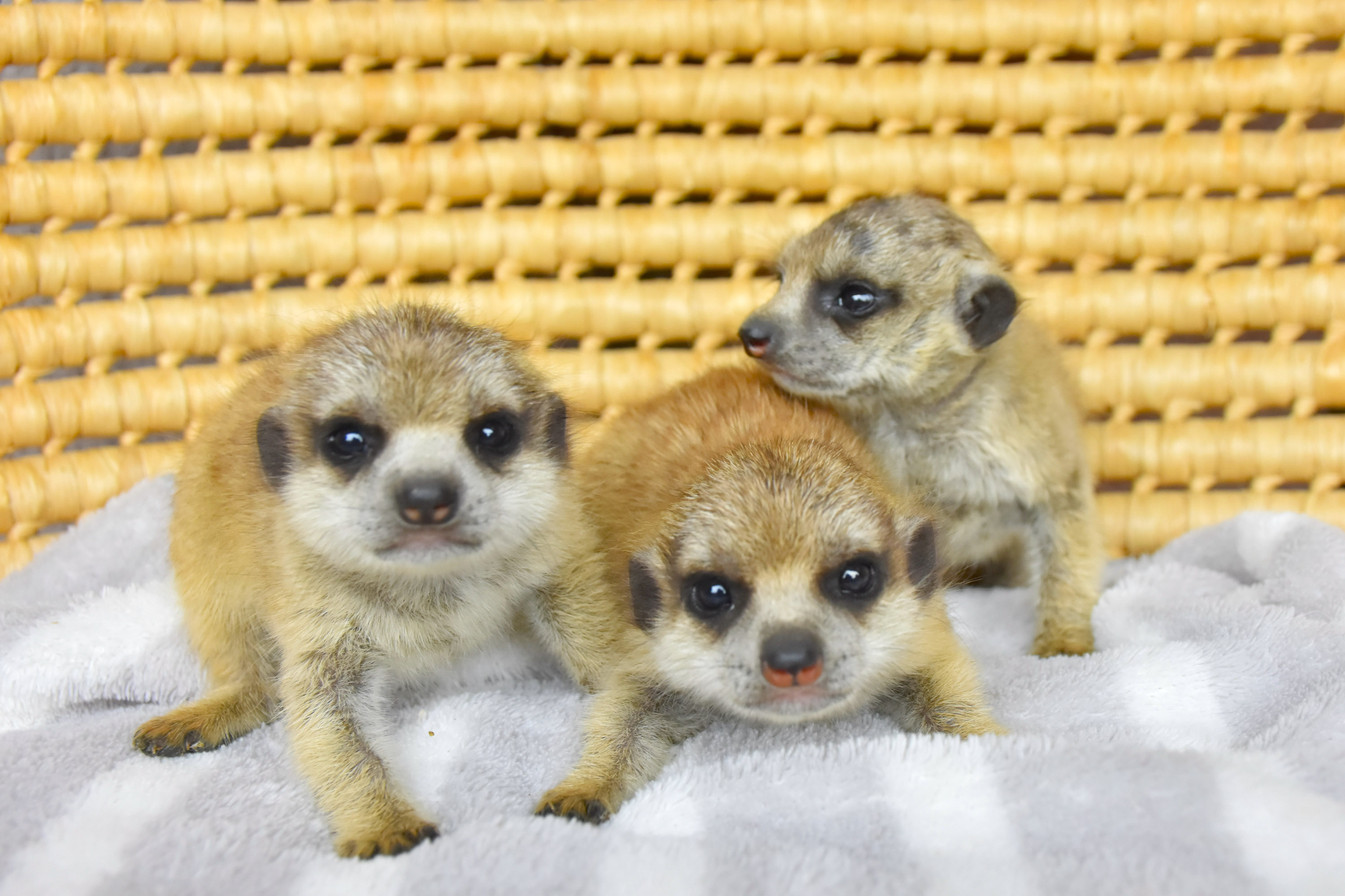 こんにちは赤ちゃん「伊豆シャボテン動物公園」にベビーラッシュ到来