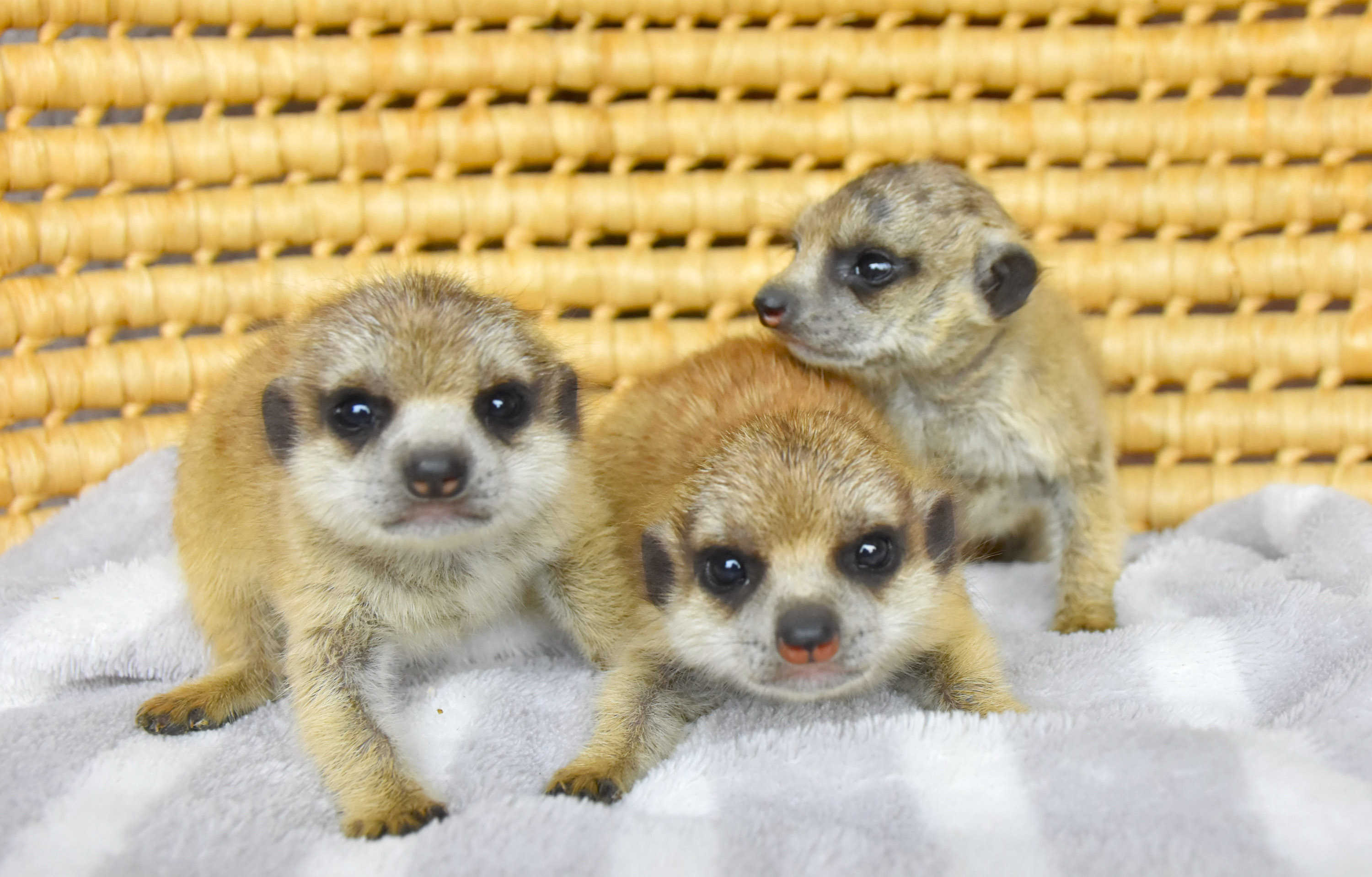 こんにちは赤ちゃん「伊豆シャボテン動物公園」にベビーラッシュ到来