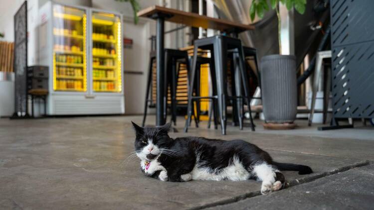 Simcoe the cat at Grimm Artisanal Ales