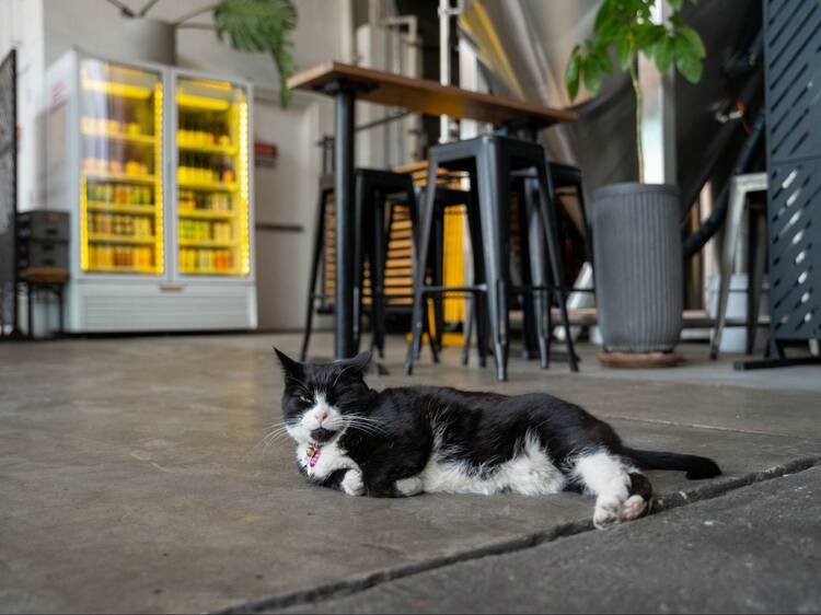 A Gofundme has launched to help the brewery cat at Grimm Artisanal Ales